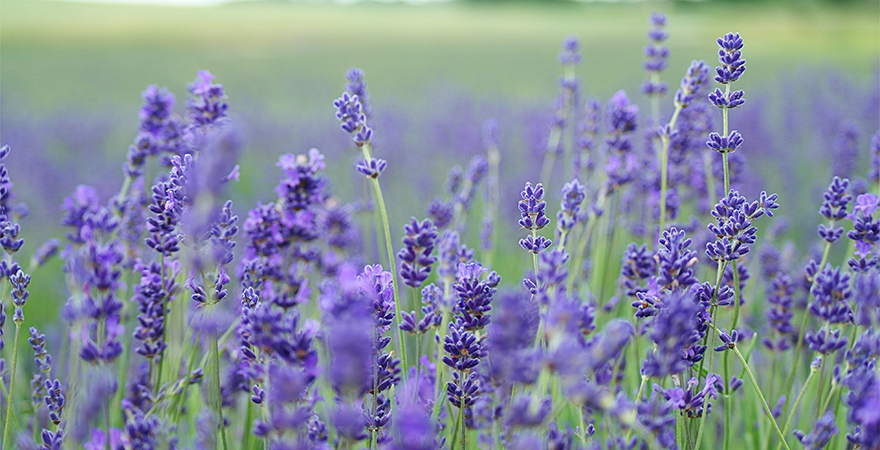 Lavender field