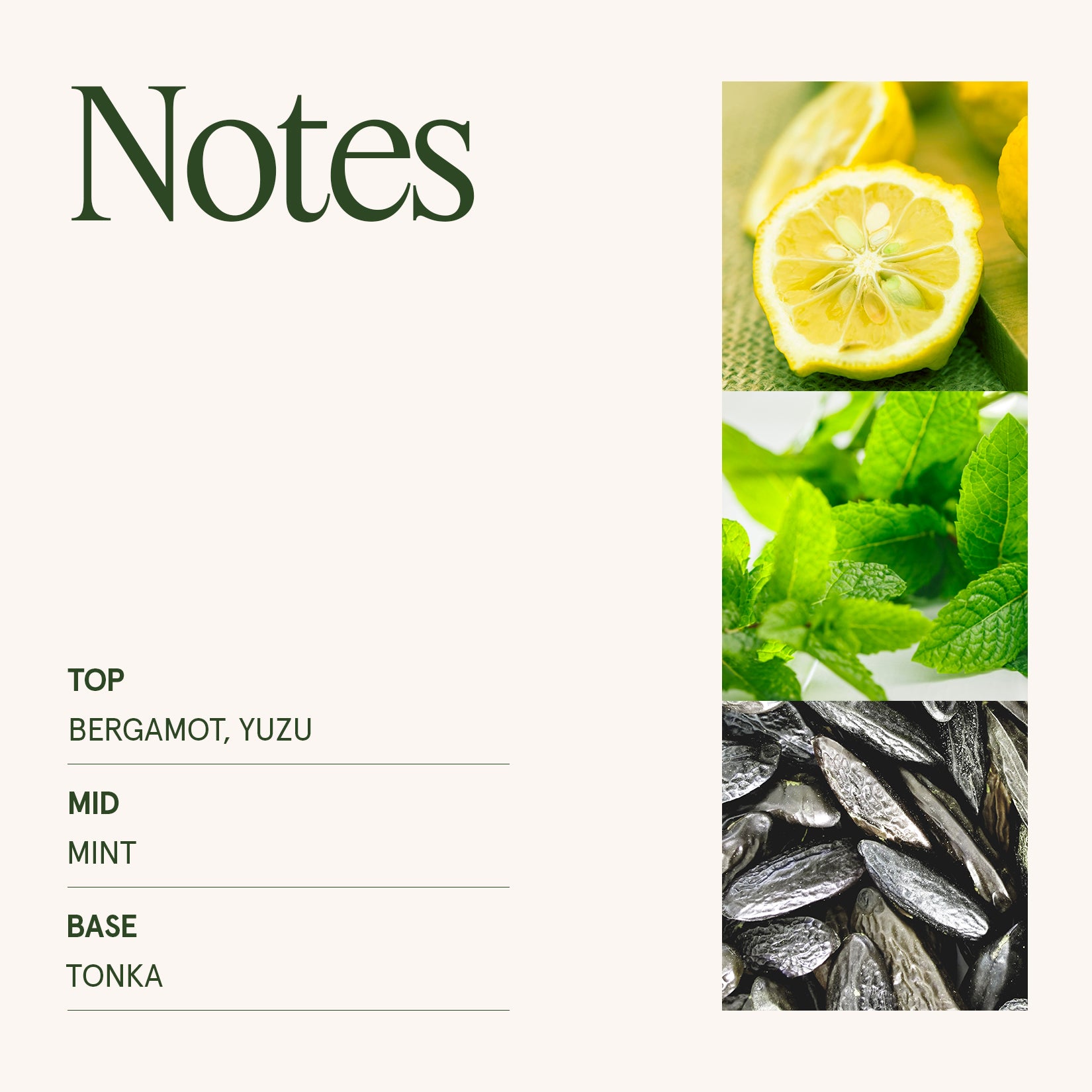 Marvella - Citrus Mint 10oz Candle Candles 4_11_5be84147-1424-4c82-b8c4-3f57fb360c75 La Jolie Muse