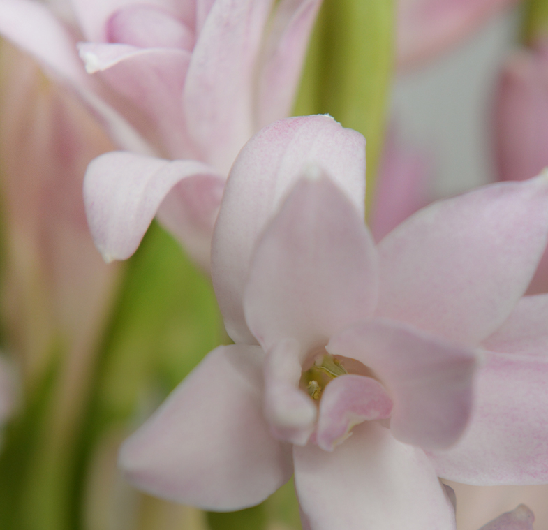 Champs de Tuberose