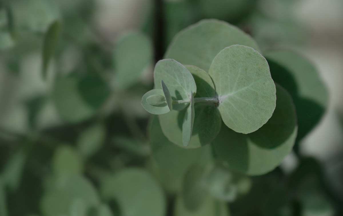 Eucalyptus & Alpine Sage