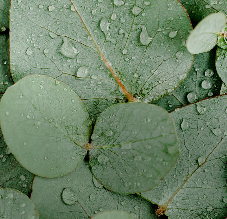 Eucalyptus & Alpine Sage