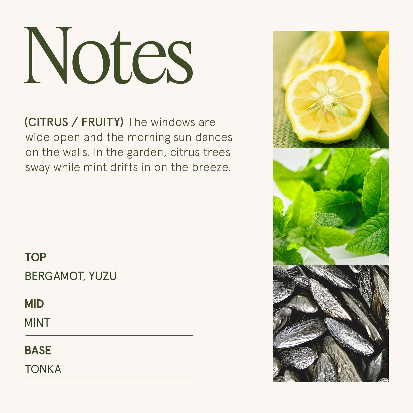 Maelyn - Citrus Mint 6oz Candle Candles Maelyn_CitrusMint_PDP_6oz_4 La Jolie Muse