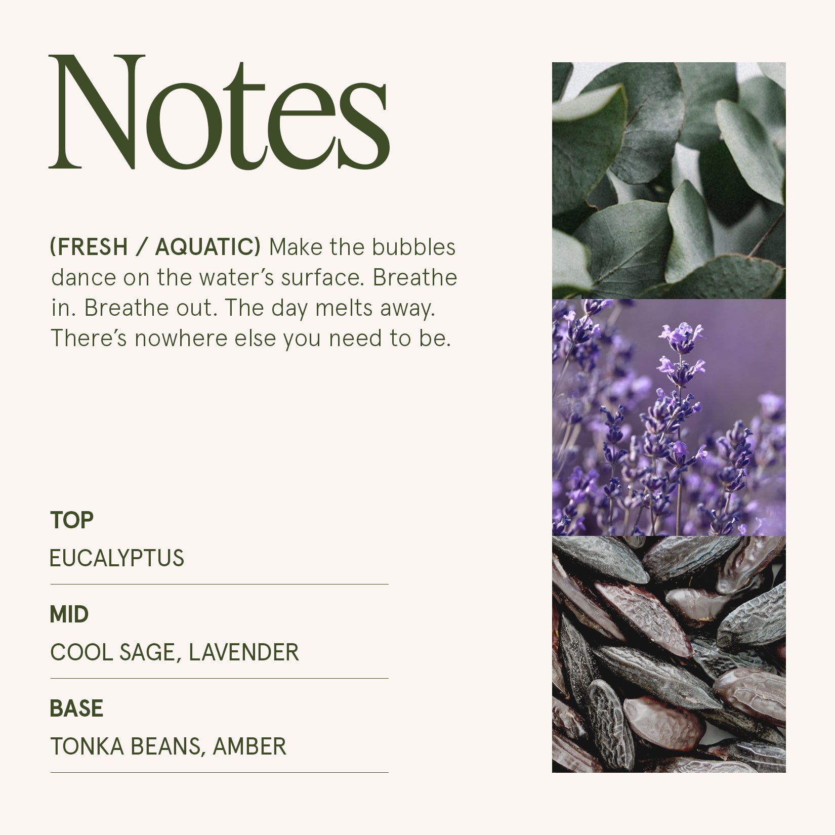 Maelyn - Eucalyptus & Alpine Sage 12oz Candle Candles Maelyn_EucalyptusAlpineSage_PDP_12oz_4 La Jolie Muse