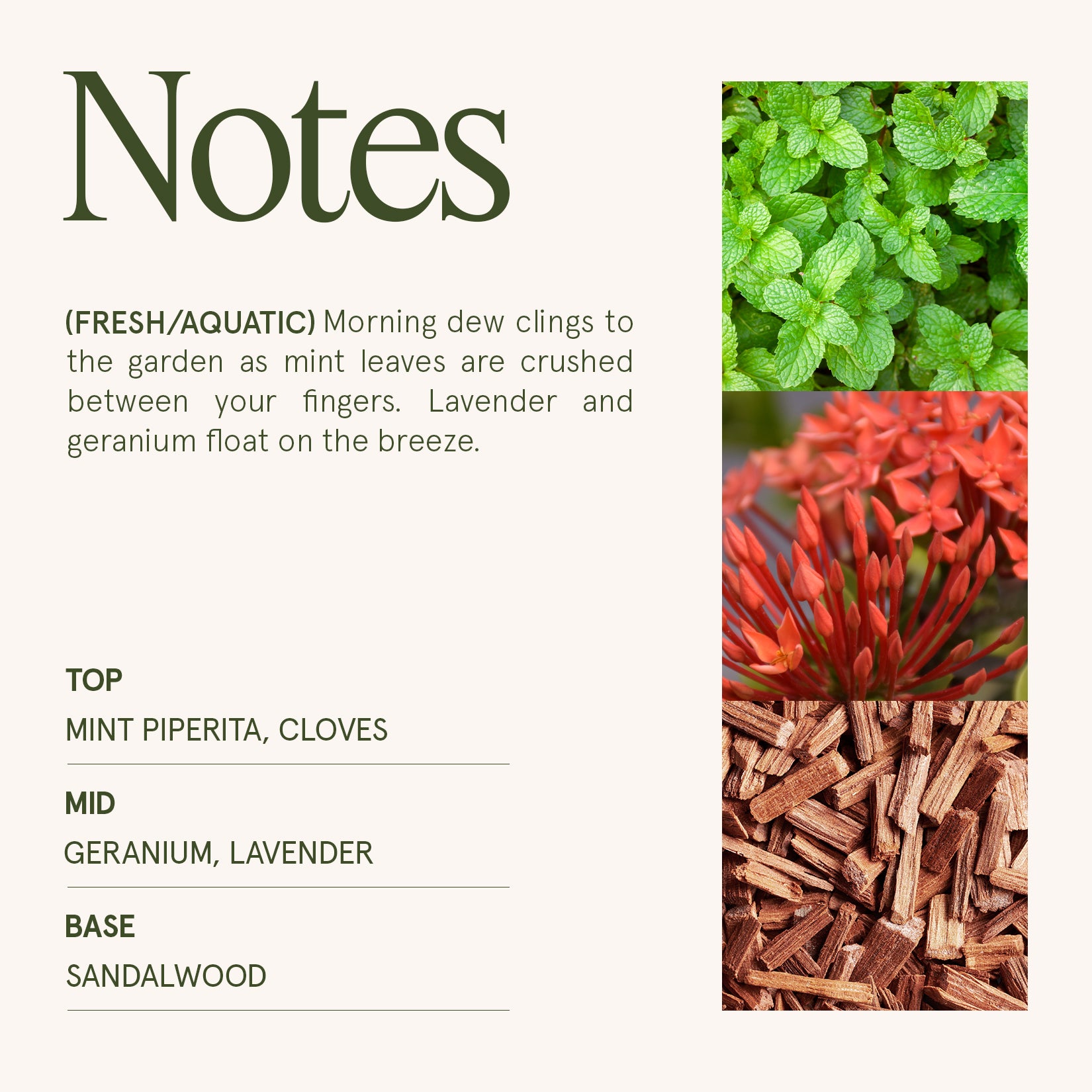 Maelyn - Geranium Vert Mint 6oz Candle Candles Maelyn_GeraniumVertMint_PDP_6oz_4 La Jolie Muse