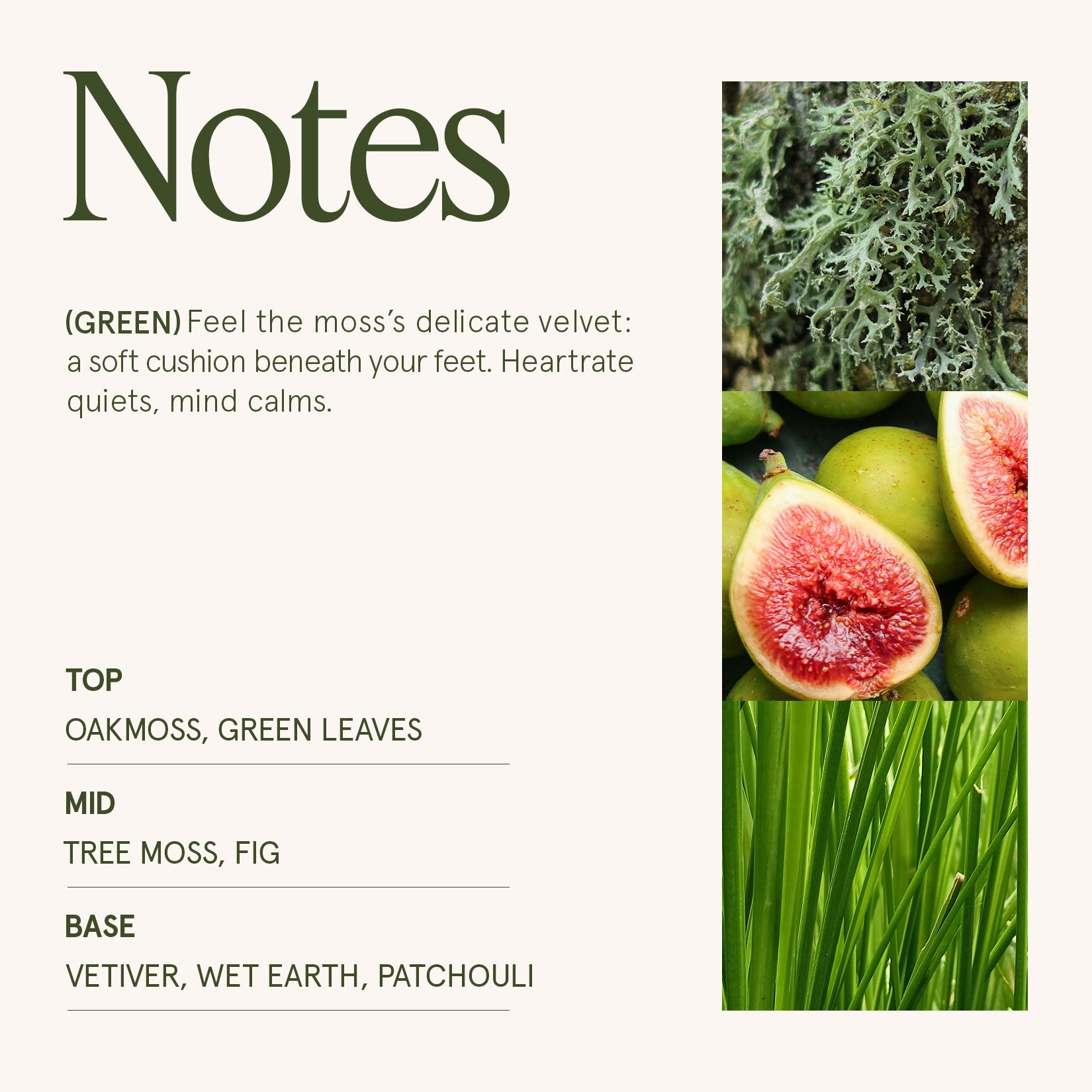 Maelyn - Kyoto Vine & Moss 6oz Candle Candles Maelyn_KyotoVineMoss_PDP_6oz_4 La Jolie Muse