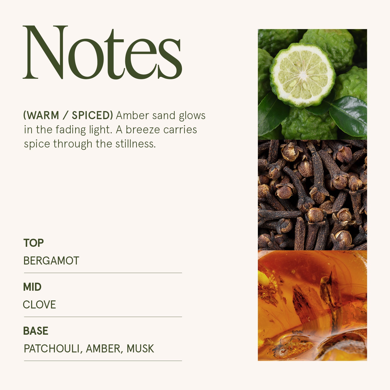 Maelyn - Sahara Ambre 12oz Candle Candles Maelyn_SaharaAmbre_PDP_12oz_4 La Jolie Muse