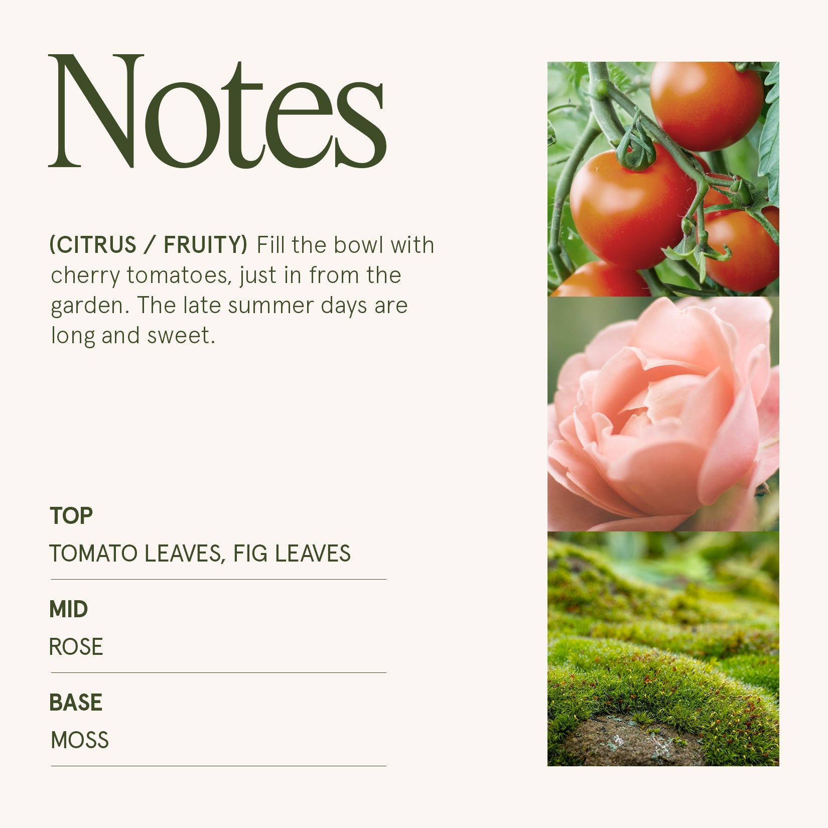 Maelyn - Tomato & Vine 6oz Candle Candles Maelyn_TomatoVine_PDP_6oz_4 La Jolie Muse