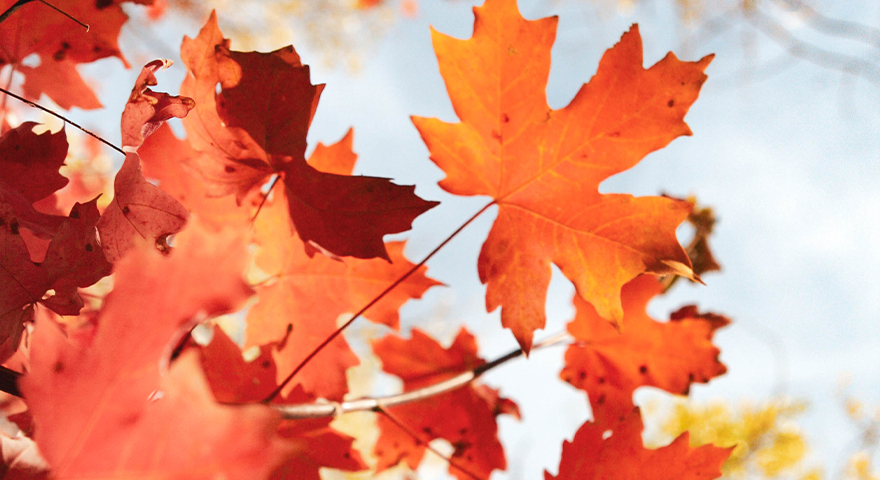 Fall leaves