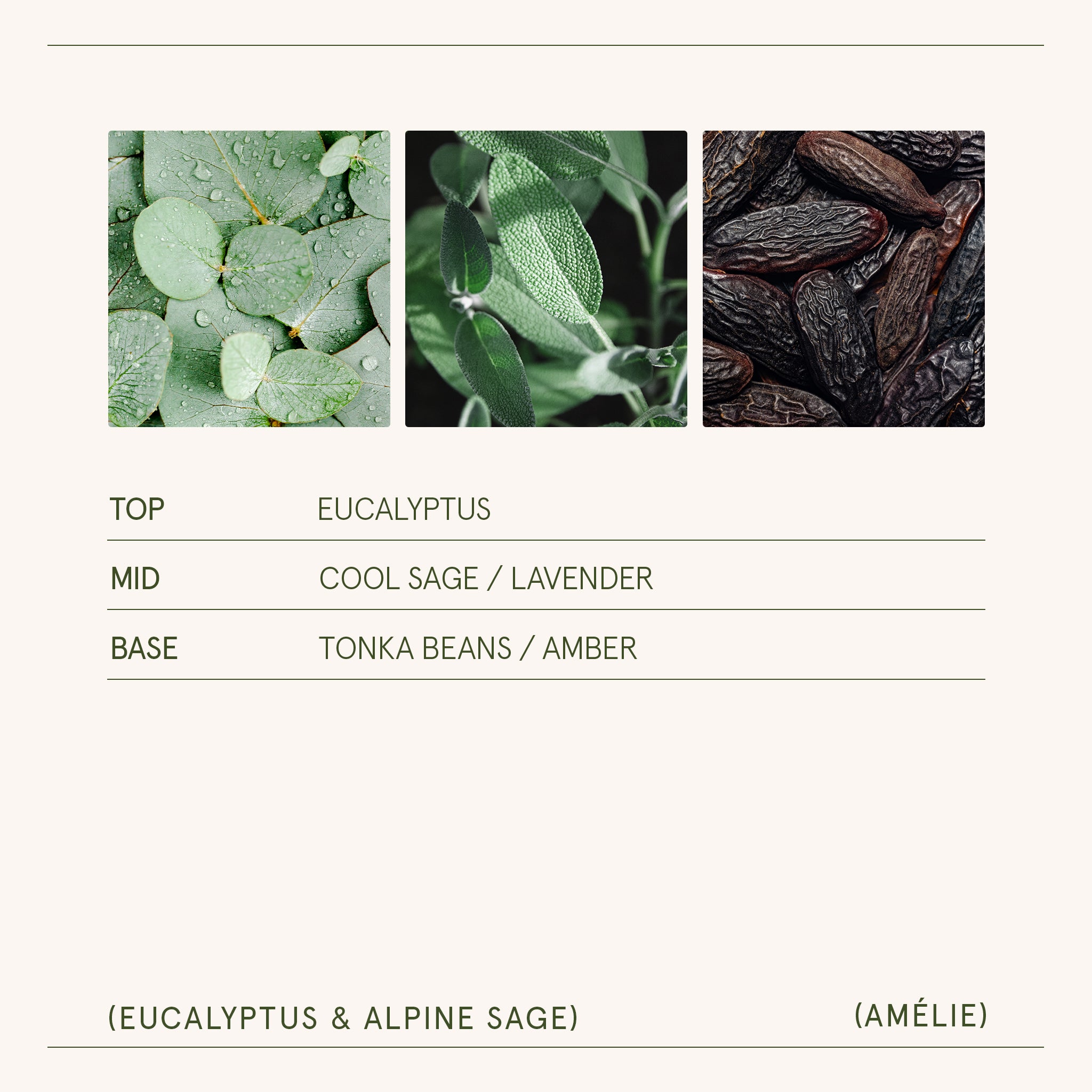 Amélie – Eucalyptus & Alpine Sage Candle Amelie_EucalyptusAlpineSage_PDP_11oz_5 LA JOLIE MUSE