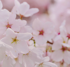 Cherry Sakura
