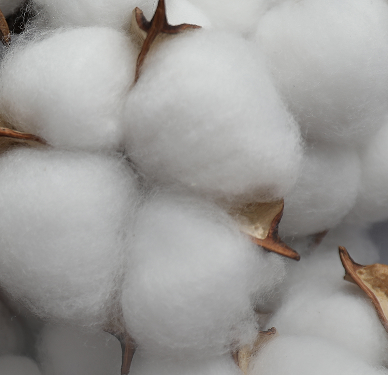 Linen Cotton Oasis