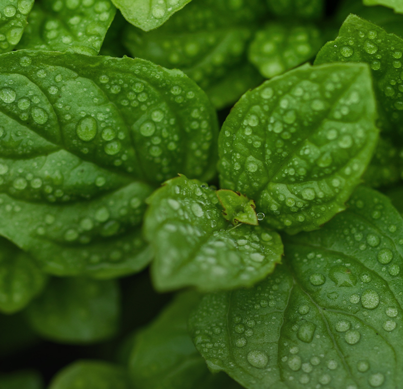 Geranium Vert Mint