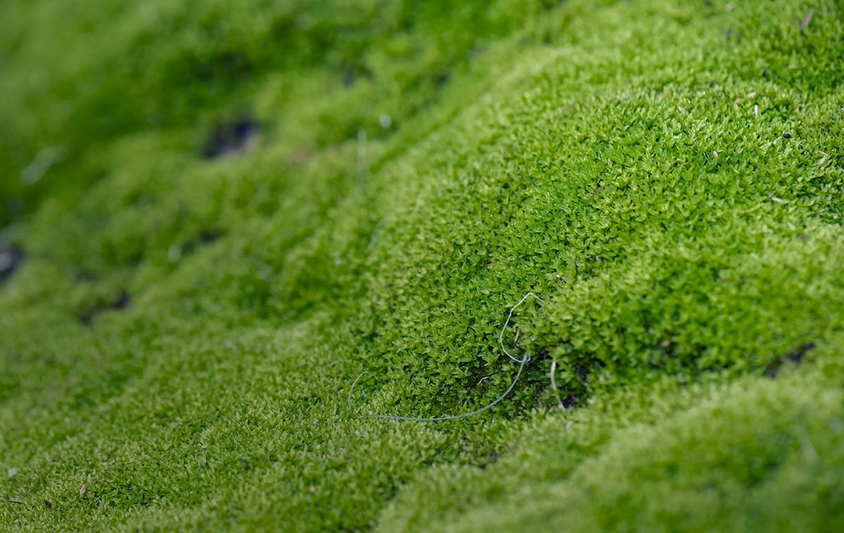 Kyoto Vine & Moss
