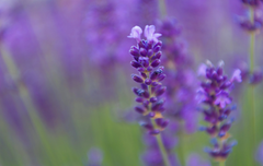 Lavender Suede