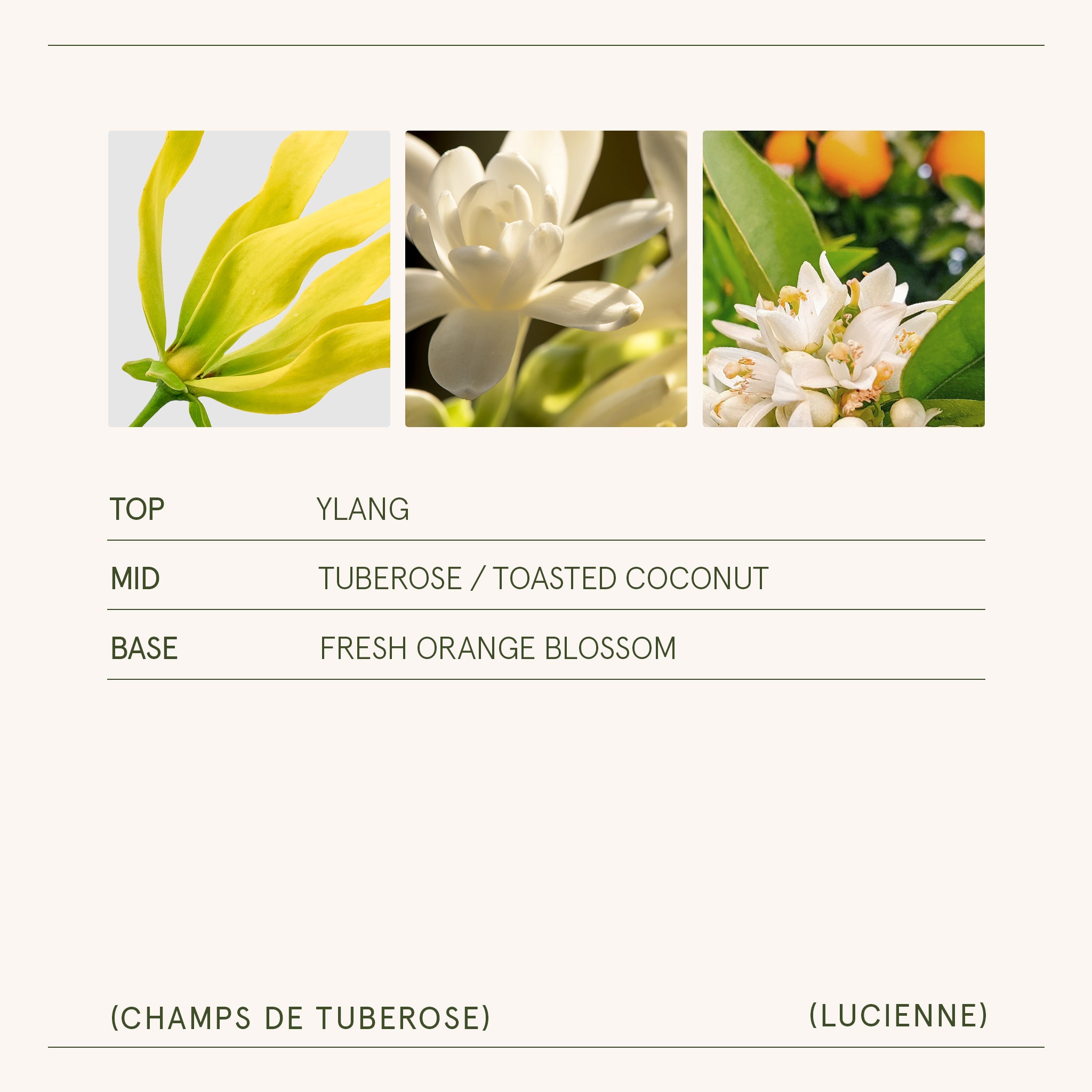 Lucienne - Champs de Tuberose Candle Lucienne_ChampsdeTuberose_PDP_8oz_5 LA JOLIE MUSE