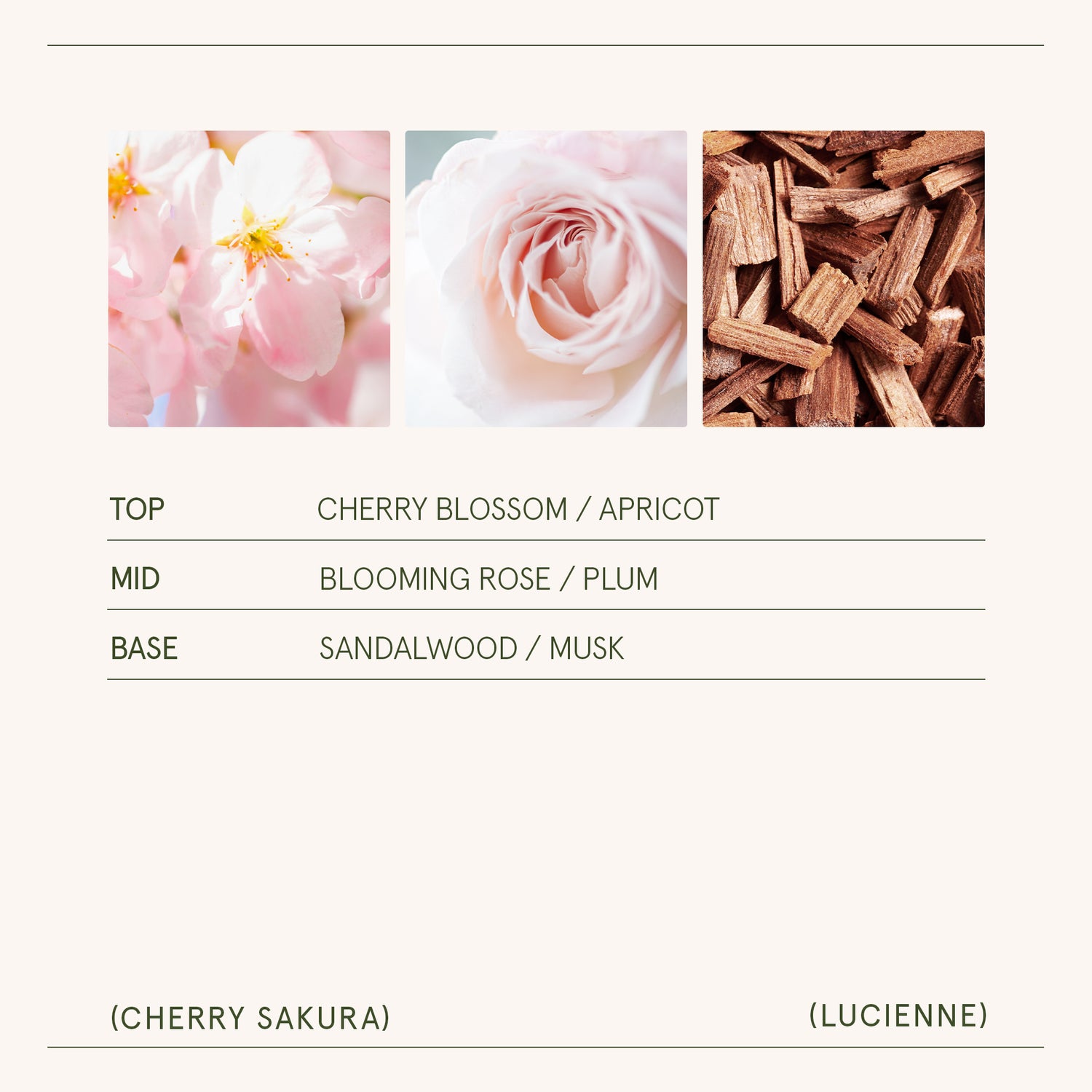 Lucienne - Cherry Sakura Candle Lucienne_CherrySakura_PDP_8oz_5 LA JOLIE MUSE