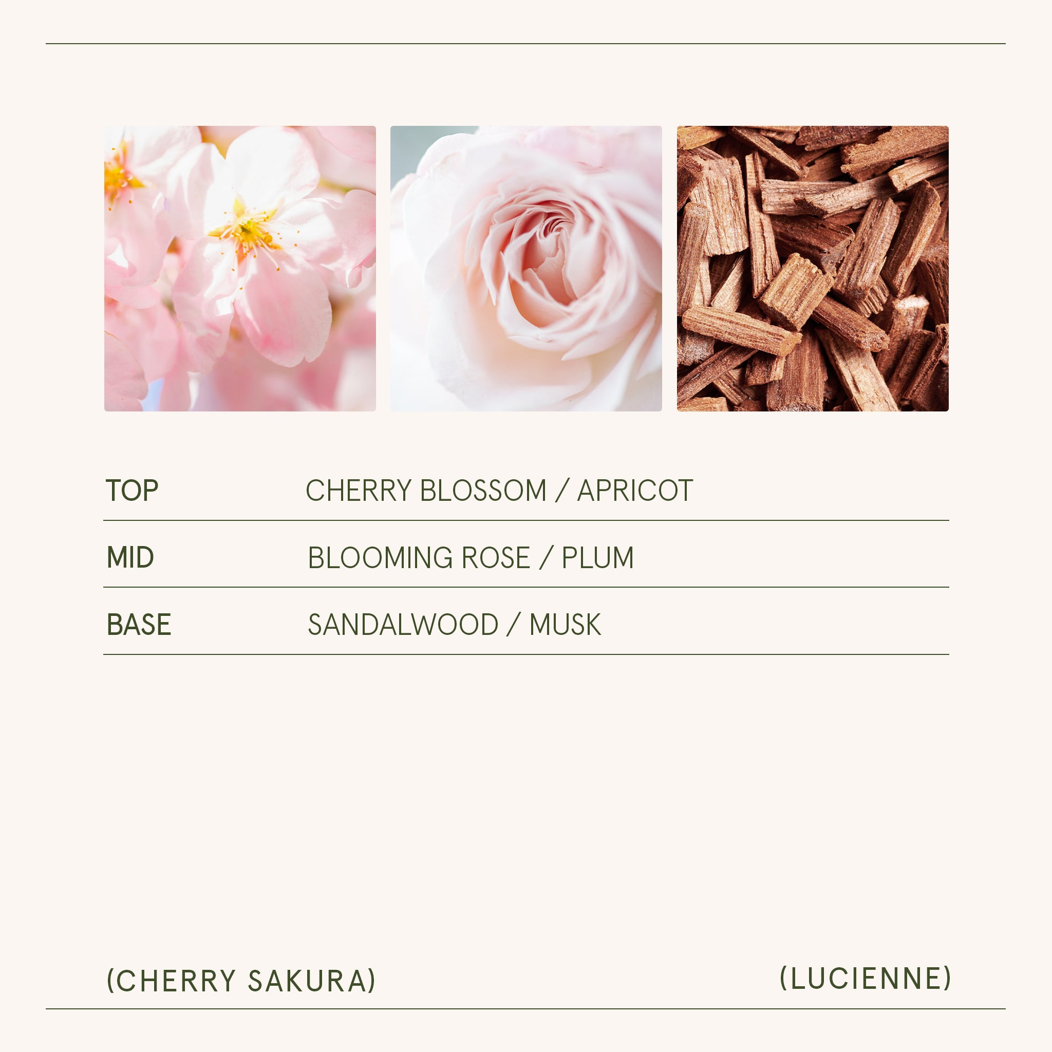 Lucienne - Cherry Sakura Candle Lucienne_CherrySakura_PDP_8oz_5 LA JOLIE MUSE