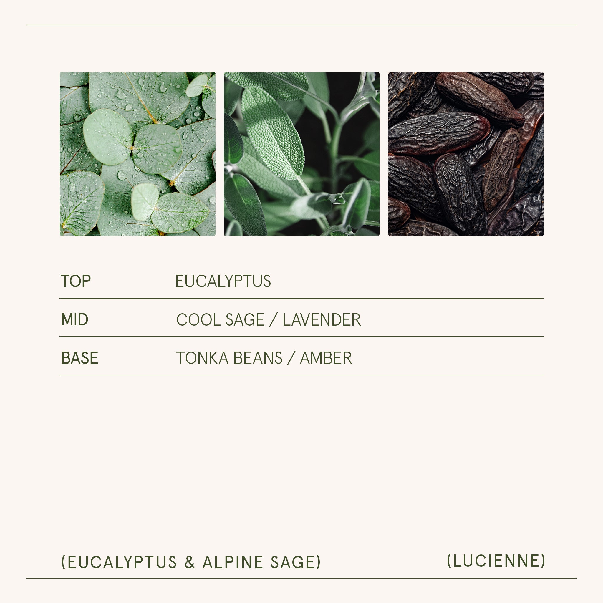 Lucienne - Eucalyptus & Alpine Sage Candle Lucienne_EucalyptusAlpine_PDP_8oz_5 LA JOLIE MUSE