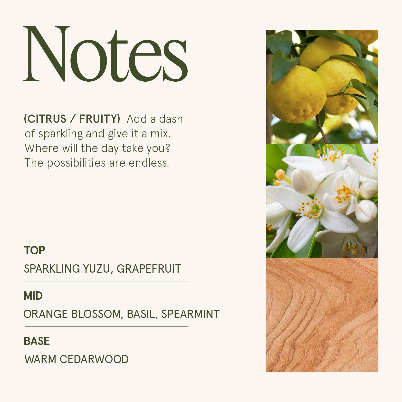 Maelyn - Yuzu & Neroli Blossom 6oz Candle Candles Maelyn_YuzuNeroliBlossom_PDP_6oz_4 La Jolie Muse