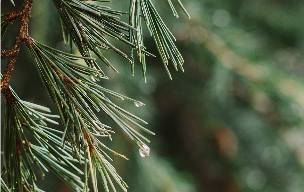 Pomegranate & Pine