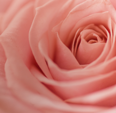 Santal Rosé