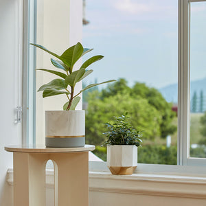 The 6.7-inch planter is displayed on a wooden coffee table. A small pot is placed in front of the window.
