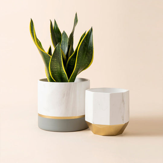 Matanna Indoor Pot Planter