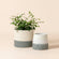 A set of two ceramic planters in gray and ivory, one of which holds plants in it.