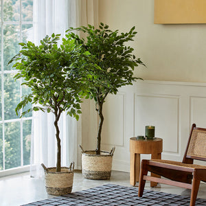Two artificial ficus trees in 5.6 feet are  standing in two baskets near a window, surrounded by a chair and a side table.