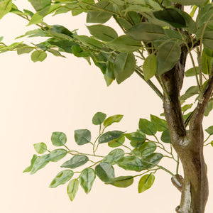A picture featuring the branches and leaves of the artificial ficus tree in size small.