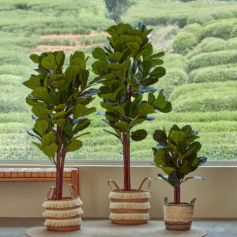 Three artificial fiddle trees lined up in front of a window placed in baskets, including the mini-size tree on the right.