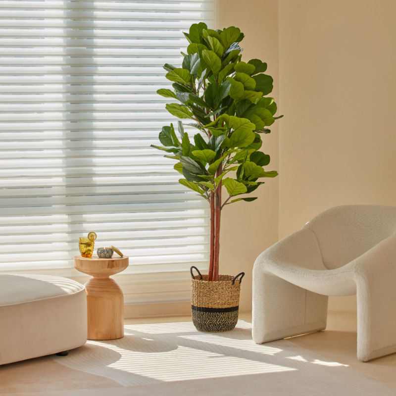 A tall plastic fiddle tree is placed in a basket near the window, surrounded by couches and a side table.