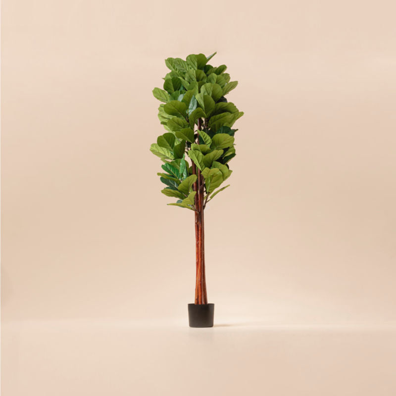 A complete view of the 5.9 feet tall faux fiddle tree, made with premium plastic and realistic leaves and branches.