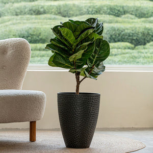 A large black planter with honeycomb pattern is displayed in front of a huge window, potted with lush foliage plants.