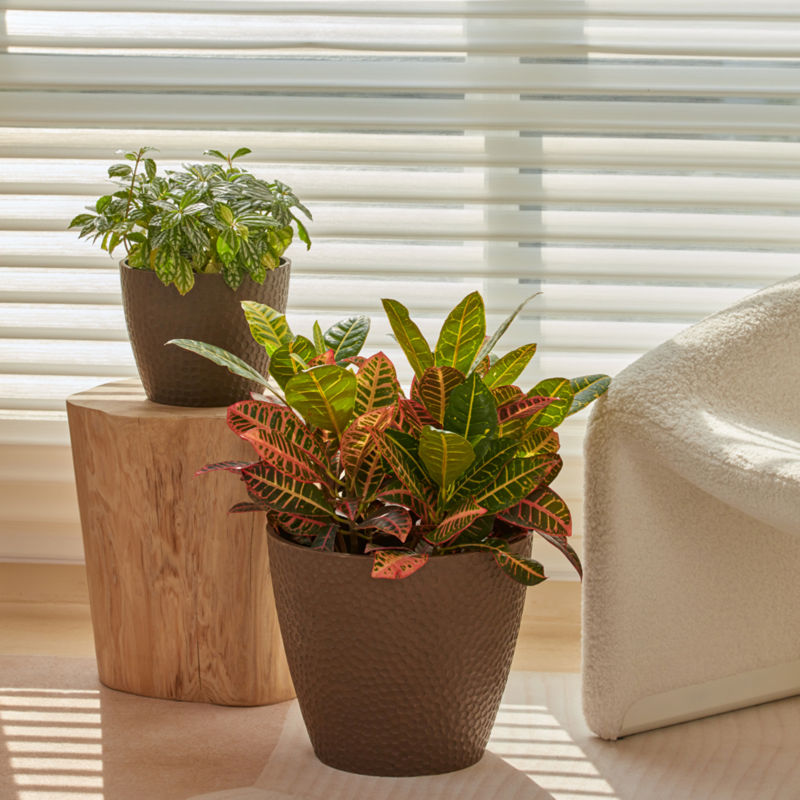 The 14-inch brown plastic pot with plants in it is displayed in front of the window