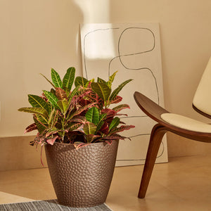Plants are potted in the brown plastic pot which is placed next to a chair in the living room.