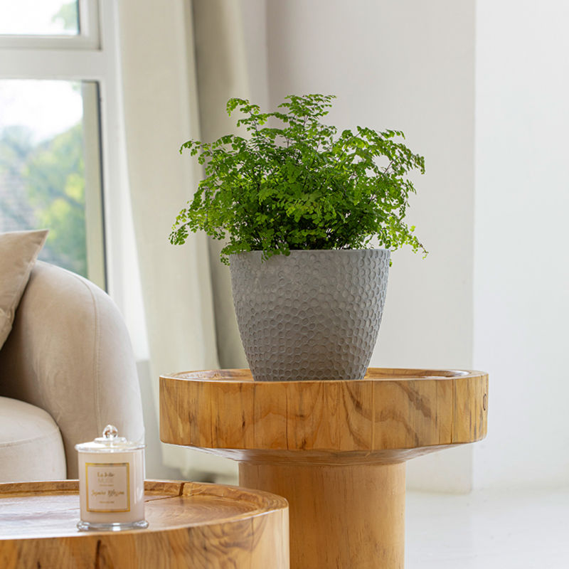 A storm gray planter is placed on a wooden coffee table, growing lush green plants.