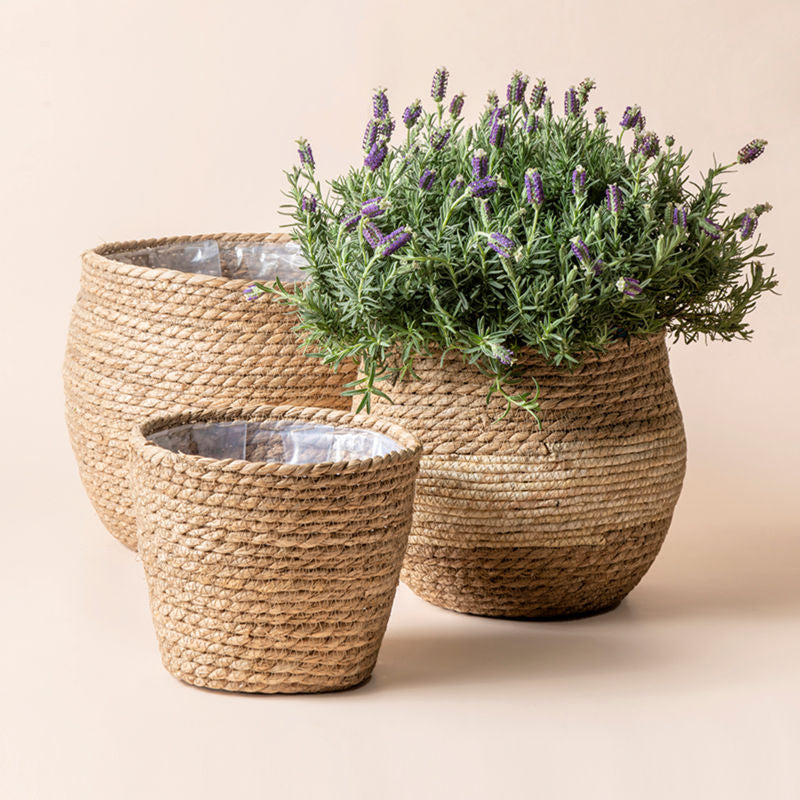 A set of three woven seagrass planters, made from flexible, eco-friendly fibers.