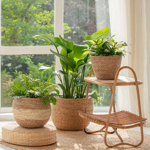 Three woven seagrass planters potted with lush greens are placed in front of a French window.