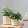 A set of two beige planters with flowers in them are displayed on a wooden table, in front of a candle jar.