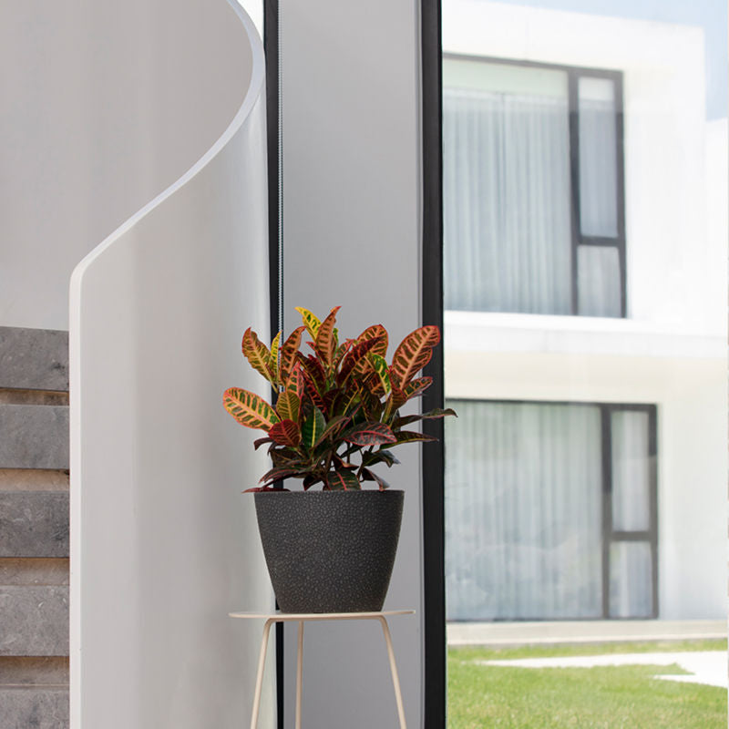 A charcoal black planter is placed against a French window, potted with dark red plants.