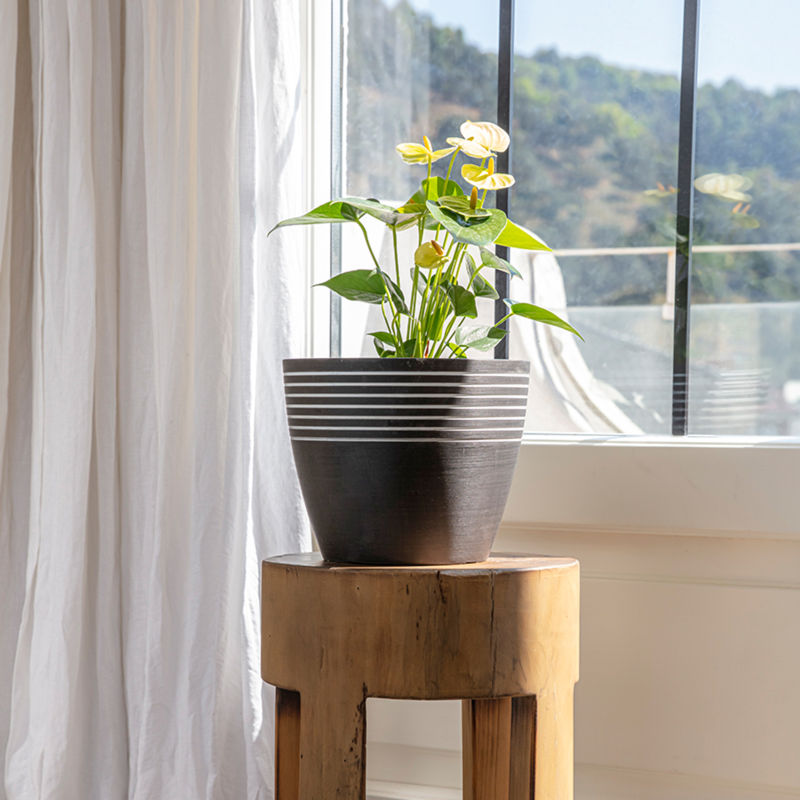 A charcoal and white planter is placed in front of a window, potted with beautiful white flowers.