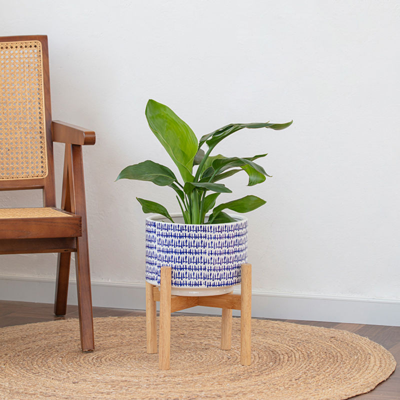 A China blue planter is placed on a round beige carpet next to a wooden chair.
