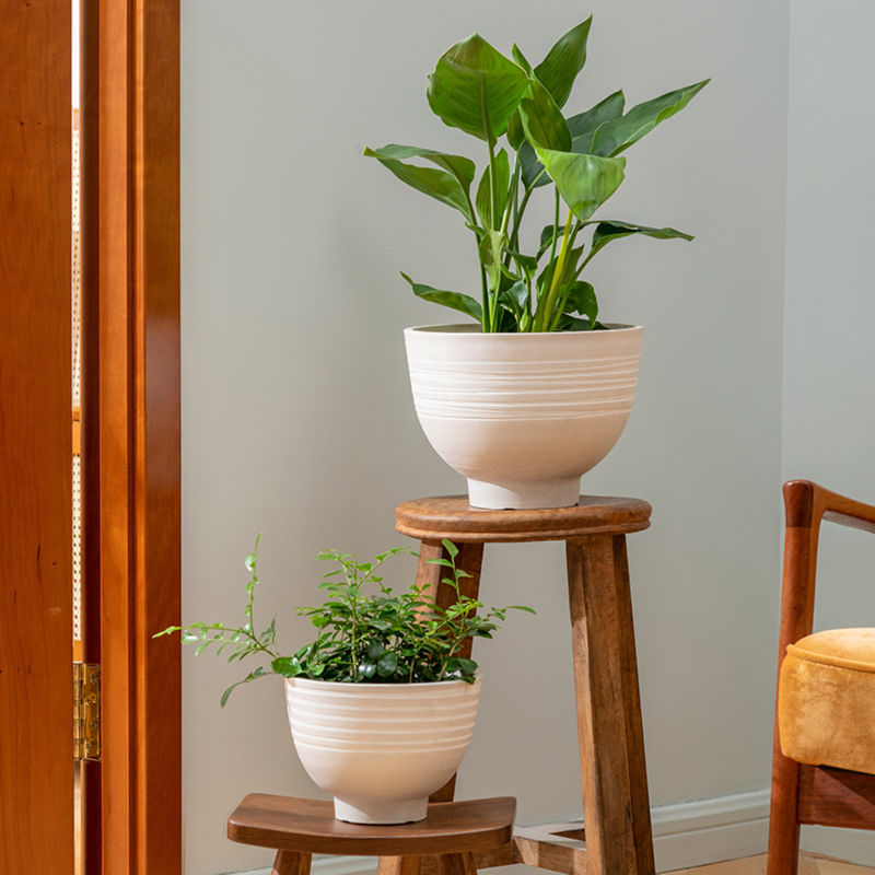 Two cobie white planters are displayed at the corner of light gray wall, each potted with lush green plants.