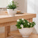 A pair of Cobie white pots are displayed in a staggered way, one on a chair while the other one on a wooden table.