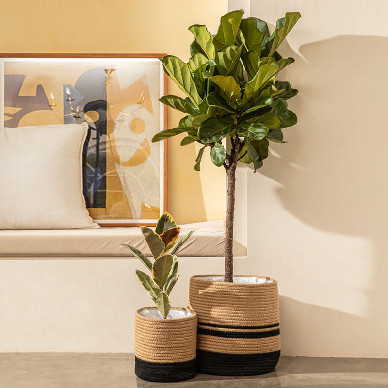 The cotton pots with small trees in them are placed in front of a sofa and picture frames.