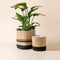 A set of two cotton planters in yellow and black one of which hold the plant.