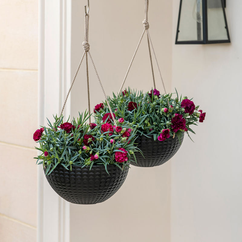 A pair of matte black planters in 10 inches are hung in a bright room, each potted with dark roses.