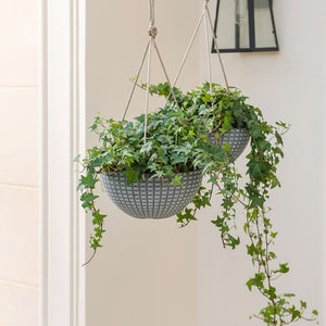 The green vines are planted in the gray hanging pots.  Two gray planters are hanging on the wall, in front of a lamp.