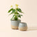 Two duna gray & beige pots are displayed together with the larger one holding a green plant.
